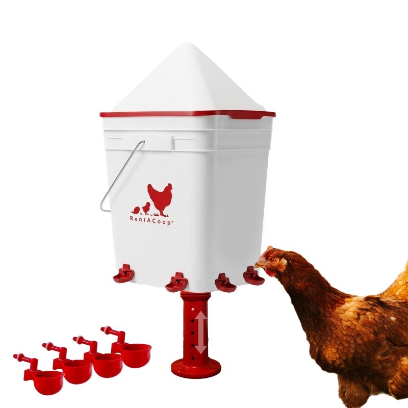 RentACoop 5 gallon waterer on a stand with 4 auto-fill cups and a hen drinking