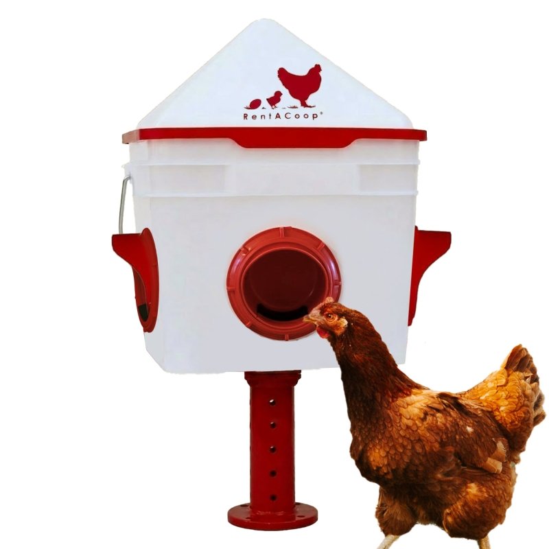 RentACoop 10 lb Chick2Chicken 4-port feeder on a stand with a hen eating