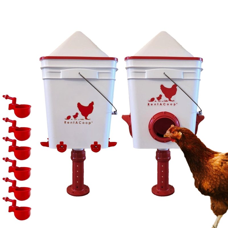 RentACoop 25 lb feeder and 5 gallon waterer set with a hen eating