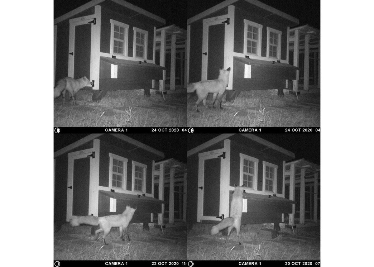 Night camera images of a fox unable to get into the large chicken coop