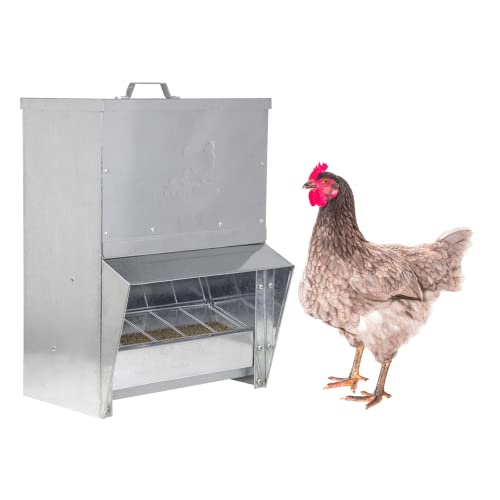 RentACoop galvanized Chicken Tough 25 lb feeder with a hen beside it