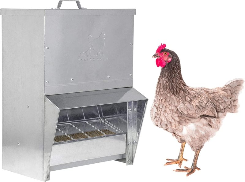 RentACoop galvanized Chicken Tough 10 lb feeder with a hen beside it
