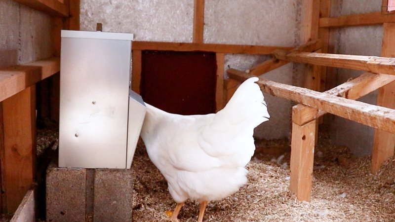 White hen eating from a galvanized Chicken Tough feeder in the coop