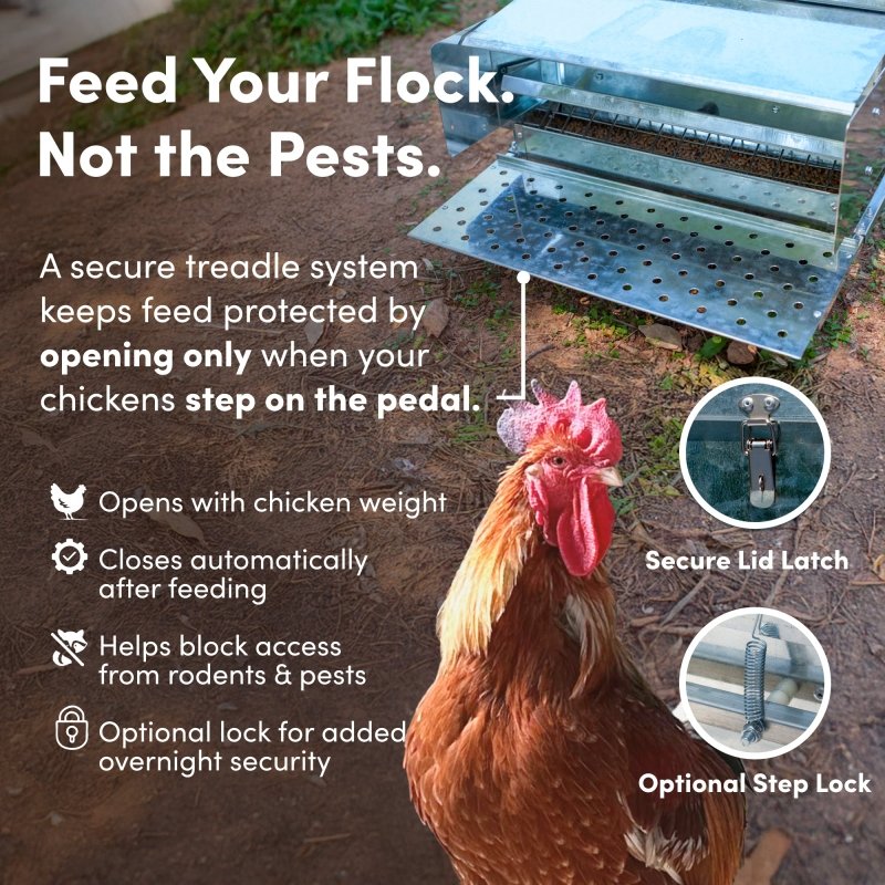 Rooster stepping on the treadle so the feeder opens, keeping pests out