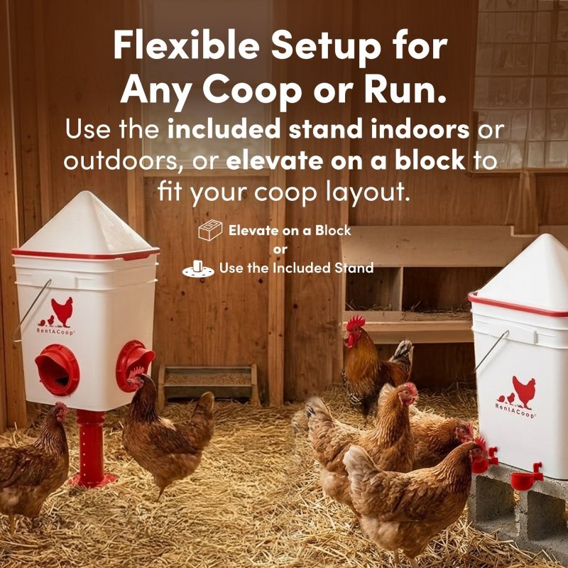 RentACoop feeder and waterer set on stands in a coop with chickens