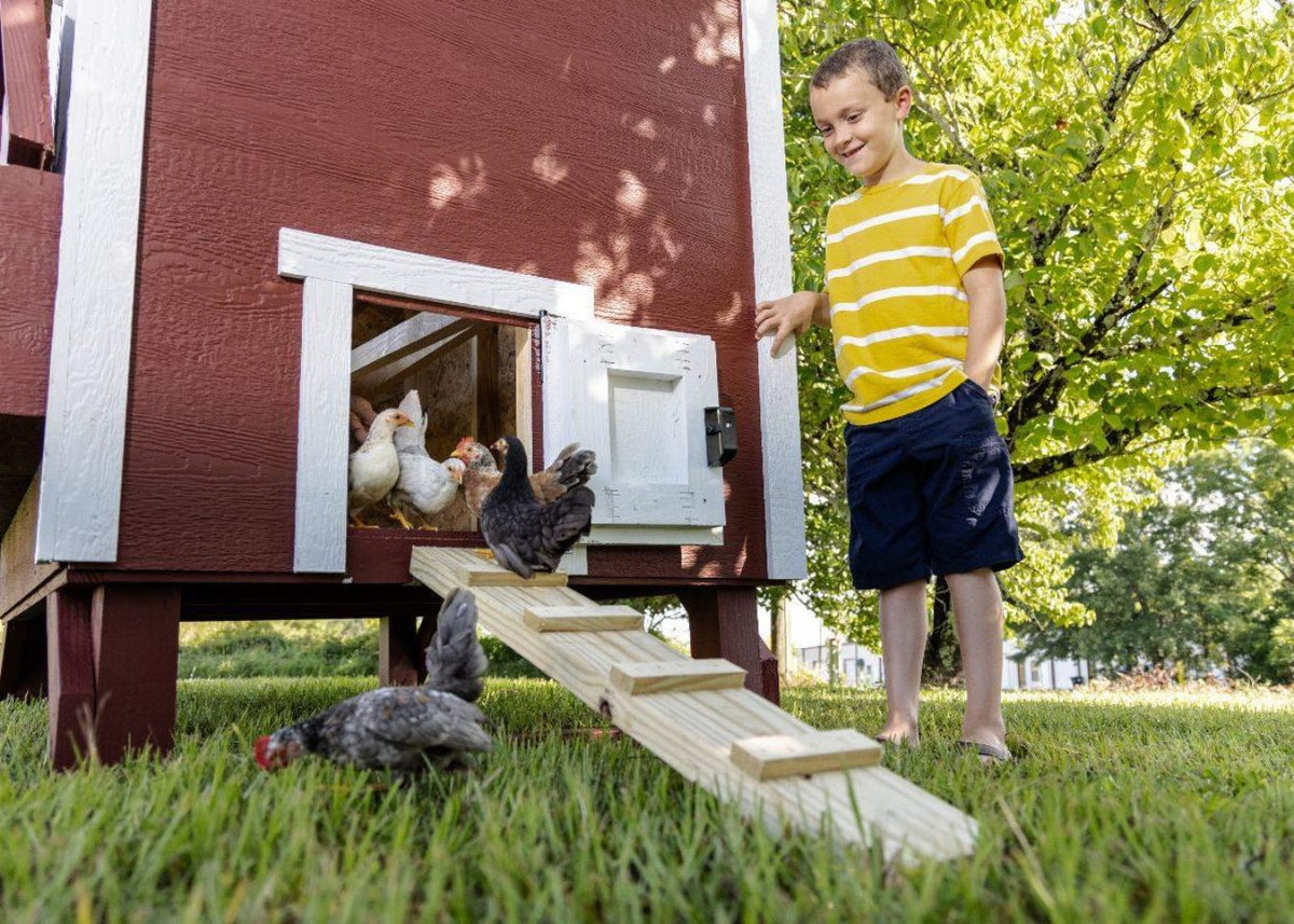 Red large chicken coop with white trim, with a boy and chickens in the yard