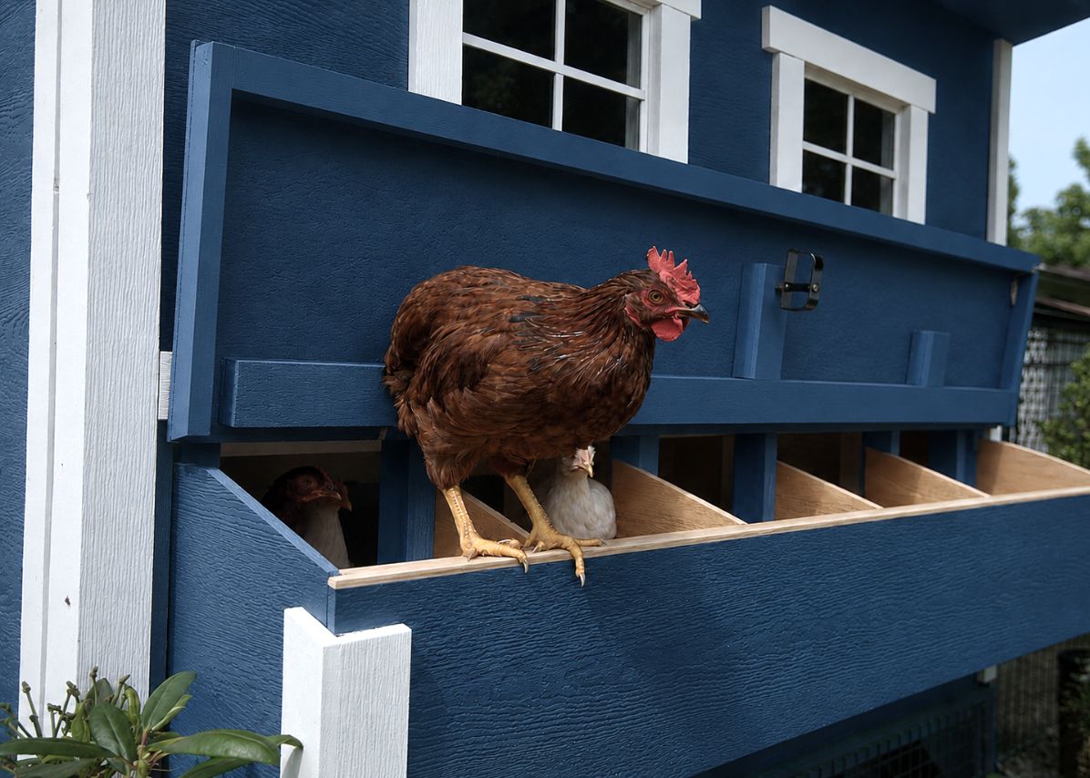 Hen in the open nesting box of a blue large chicken coop
