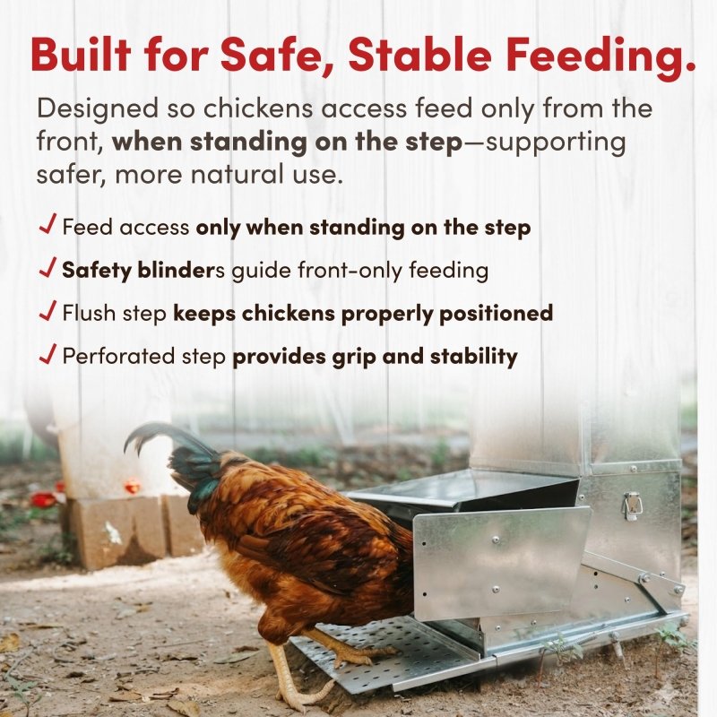 Hen standing on the treadle step to reach feed