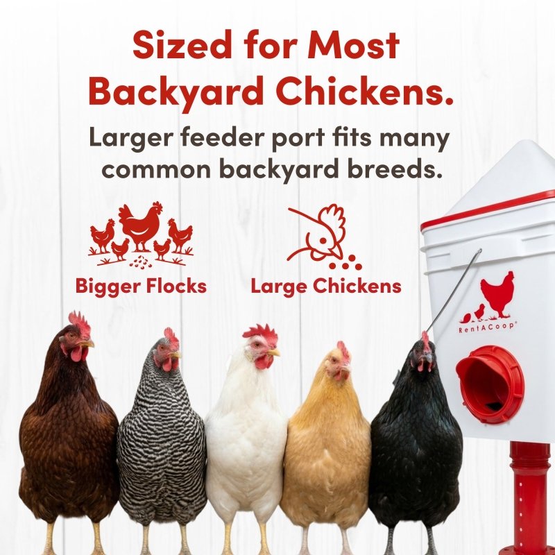 Large feeder port fits many backyard chicken breeds