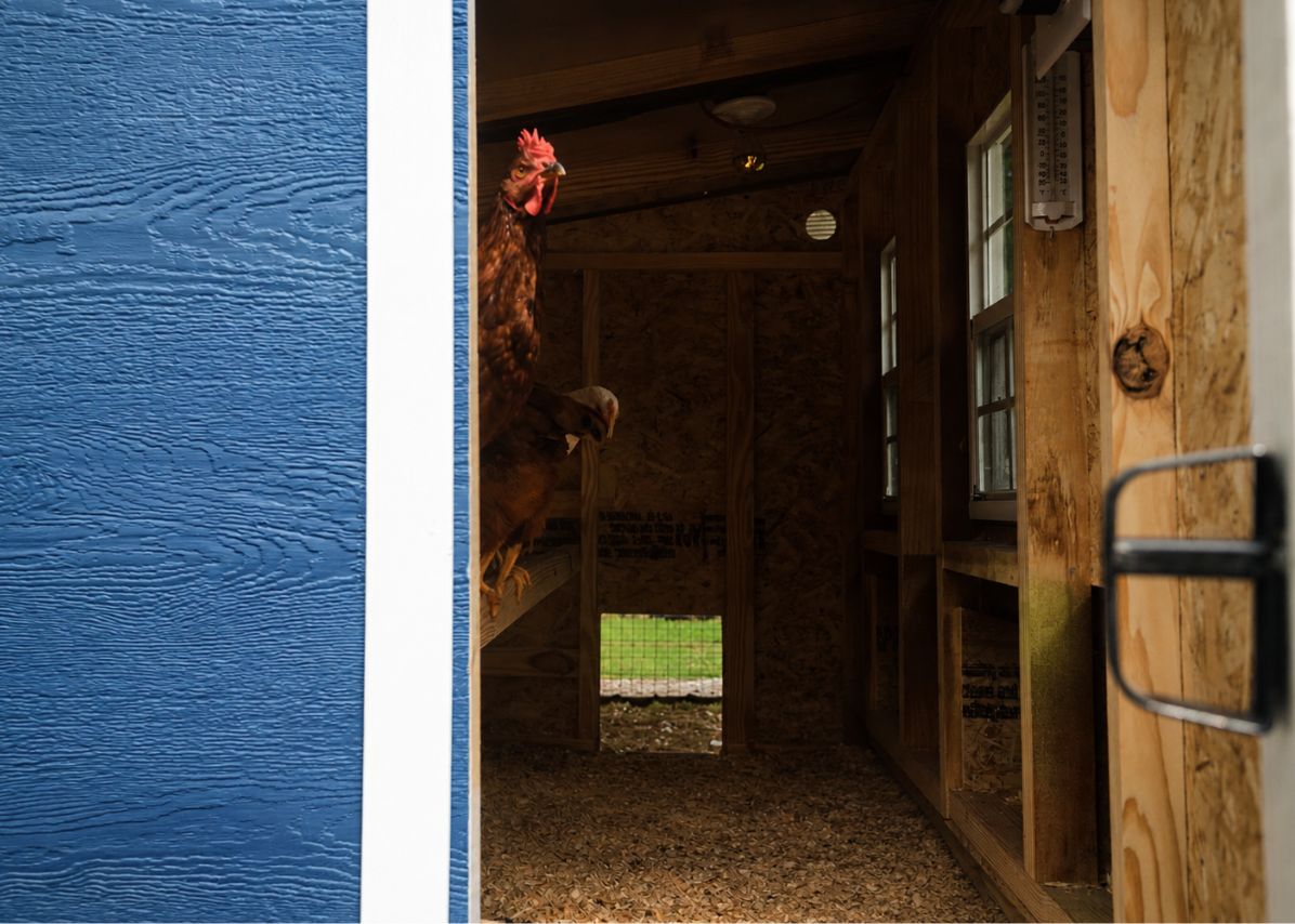 Blue large chicken coop siding and inside view through the door