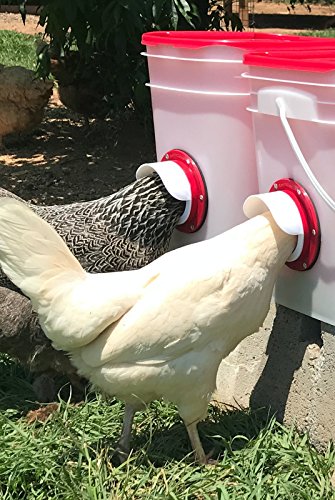 Hens eating from the large ports of the RentACoop 25 lb feeder