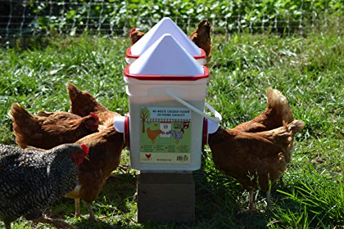 Chickens gathered around a RentACoop feeder on a stand in the grass