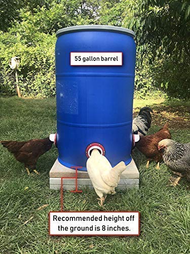 DIY chicken feeder ports on a blue 55 gallon barrel with hens eating
