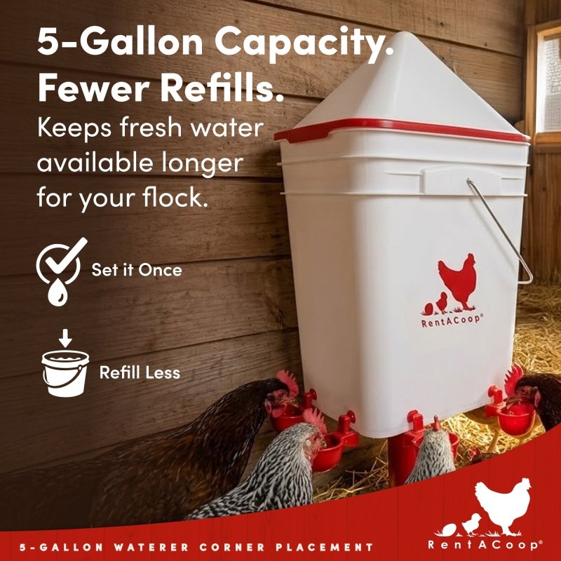 RentACoop 5 gallon waterer with chickens drinking in a barn
