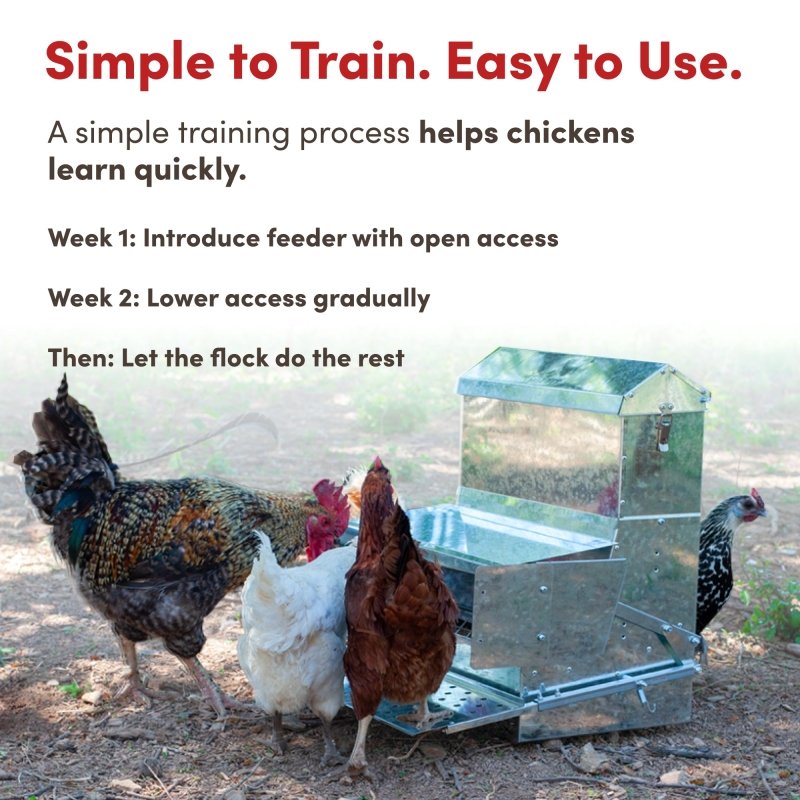 Chickens learning to use the treadle feeder