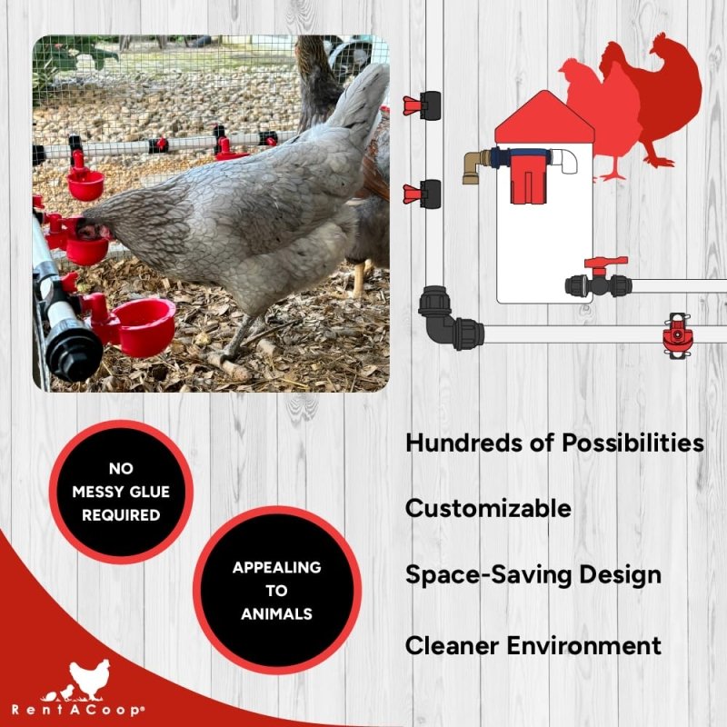 Hen drinking from a S.N.A.P. PVC watering system with float valve