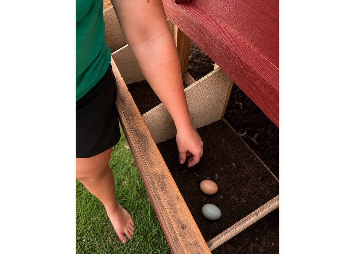 Collecting eggs from the outside nesting box of the large chicken coop