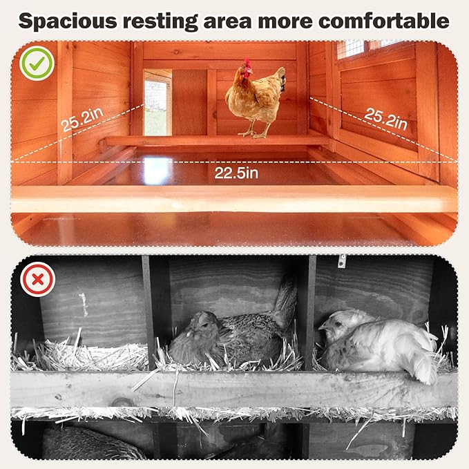 Spacious resting area inside the wooden chicken coop