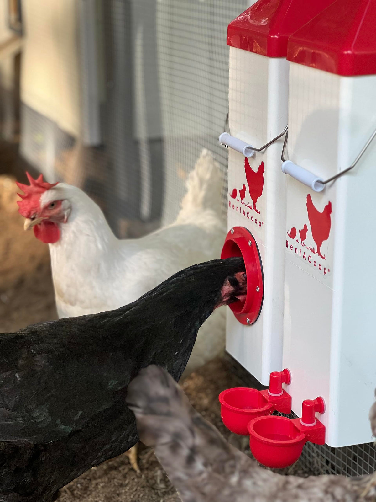 Hen eating from the port of the Twin Cup chicken feeder