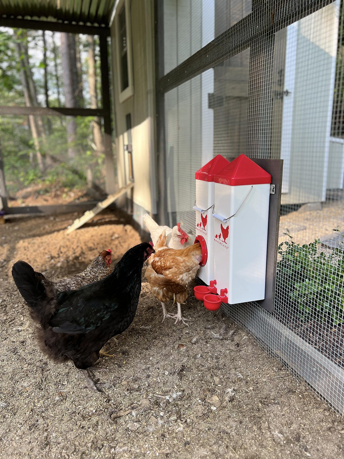 Twin Cup feeder and waterer mounted on a coop wall with chickens nearby
