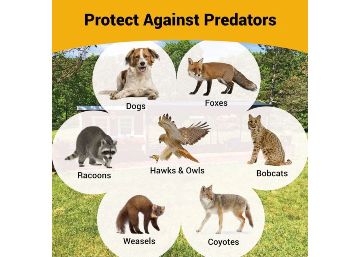 large chicken coop protects against dogs, foxes, raccoons, hawks, bobcats and coyotes