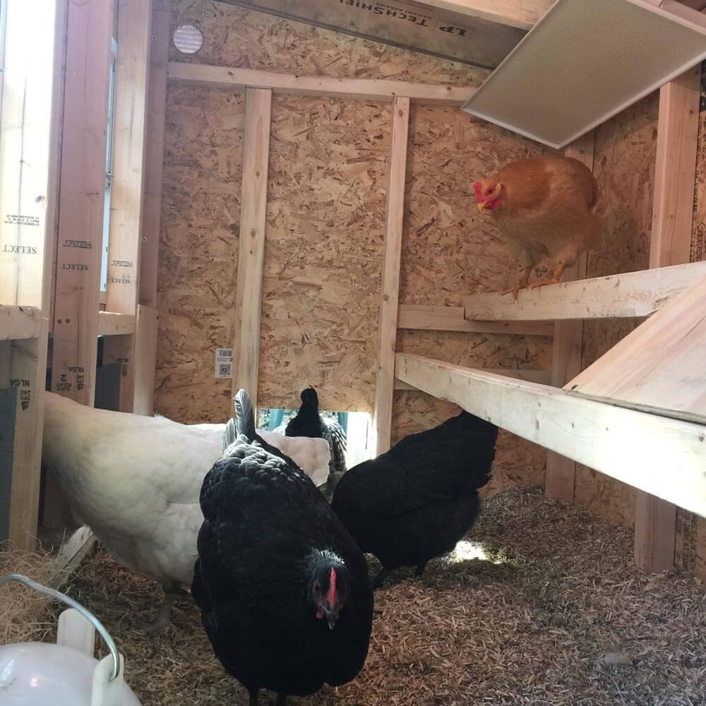 Hens roosting inside the medium chicken coop