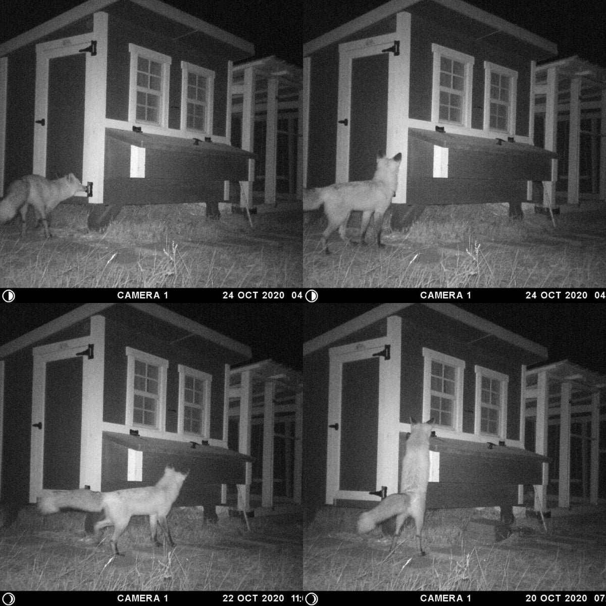 Night camera images of a fox unable to get into the medium chicken coop