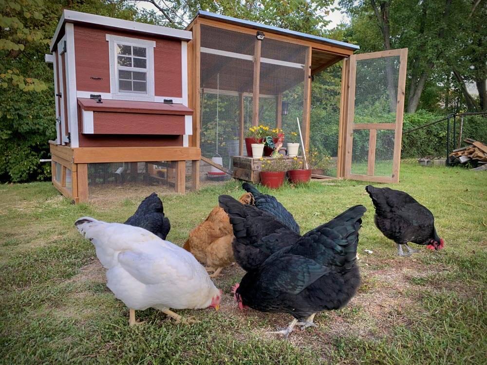Red medium chicken coop with white trim, connected to a walk-in run