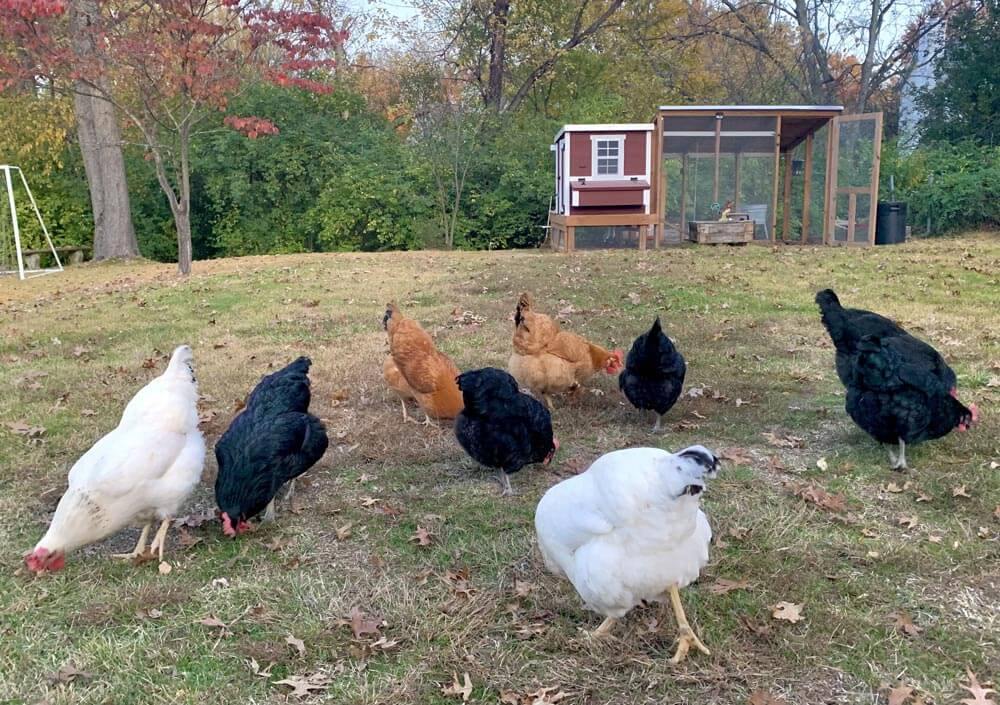 Chickens free-ranging in a yard with a medium chicken coop behind them
