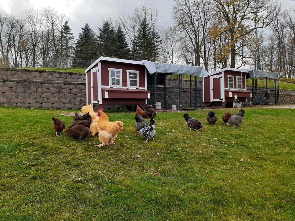 Red large chicken coop with white trim, with chickens in a pasture
