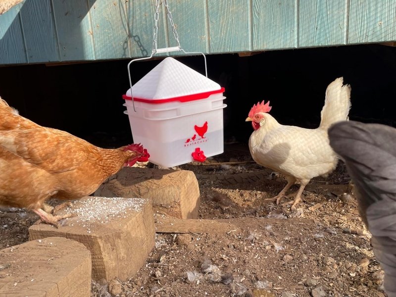 RentACoop 2 Gallon Chicken BPA-Free Plastic Bucket Waterer Set with 4 Horizontal Nipples - Center Placement - 2025 Version