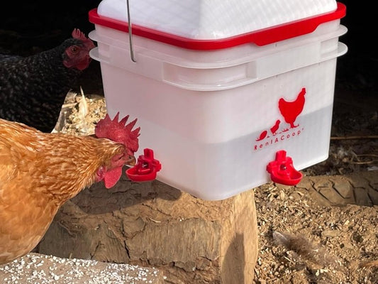 RentACoop 2 Gallon Chicken BPA-Free Plastic Bucket Waterer Set with 4 Horizontal Nipples - Center Placement - 2025 Version