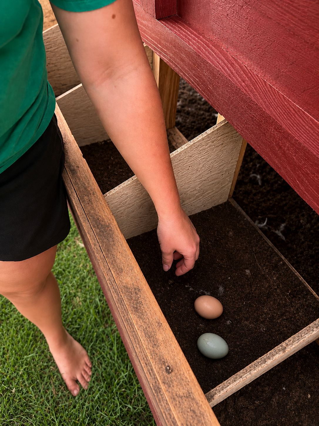 Collecting eggs from the outside nesting box of the large chicken coop