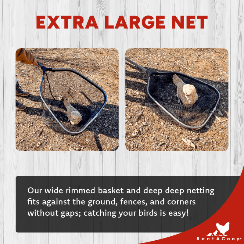 Extra-large Cluck Catcher net basket holding a chicken