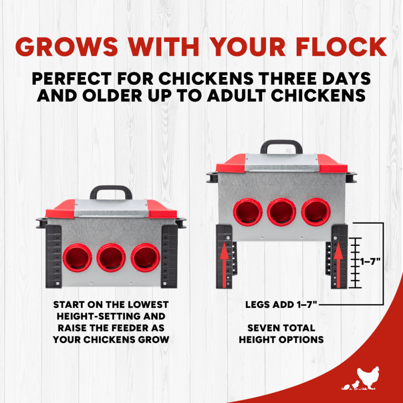 Flock Feeder 15 adjustable legs grow with chickens from 3 days old to adult
