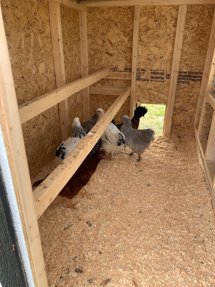 Hens roosting inside the large chicken coop