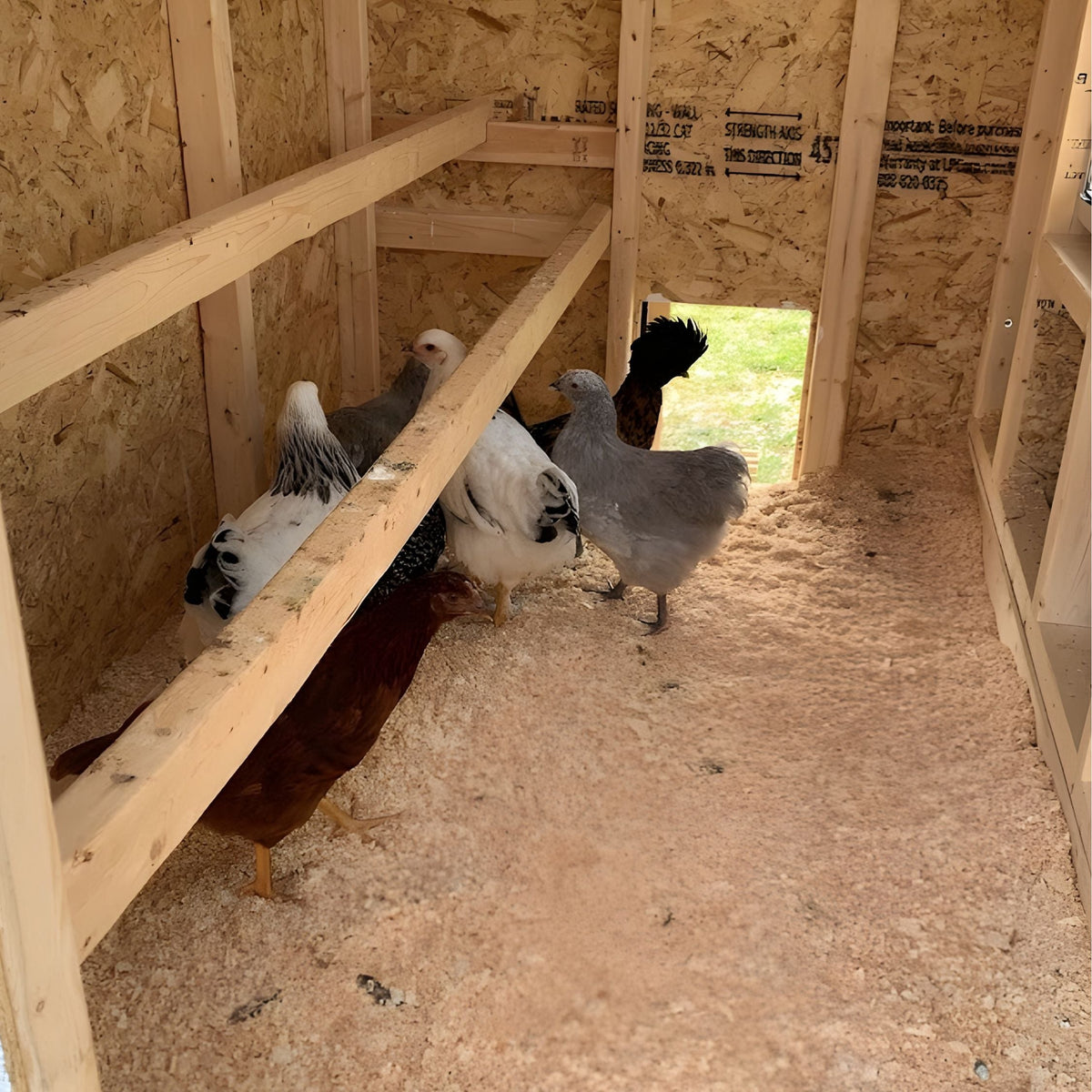 Hens roosting inside the medium chicken coop