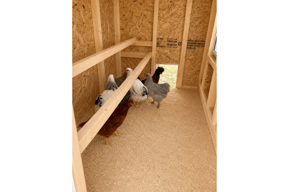 Hens roosting inside the large chicken coop