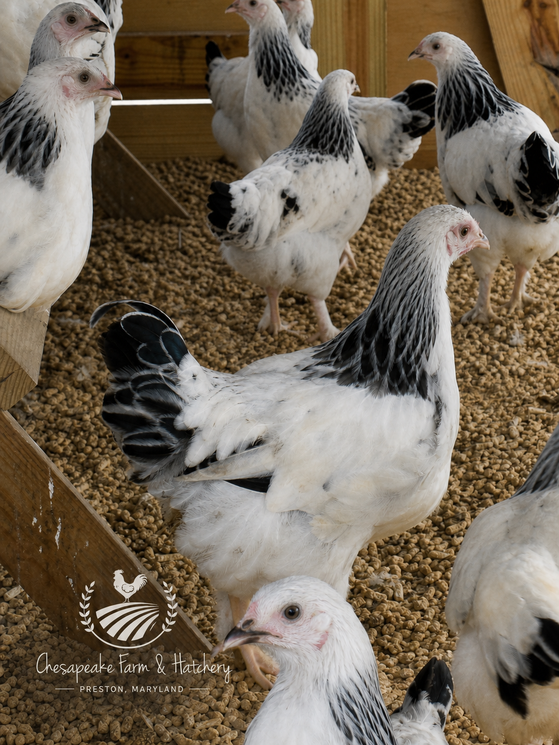Light Brahma Pullet