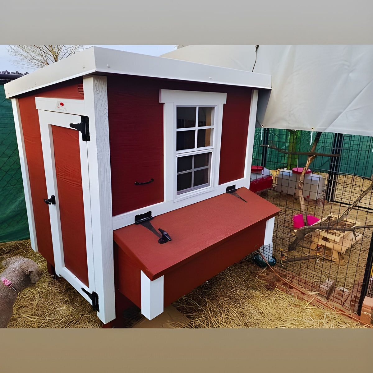 Red medium chicken coop with white trim, set up in a backyard