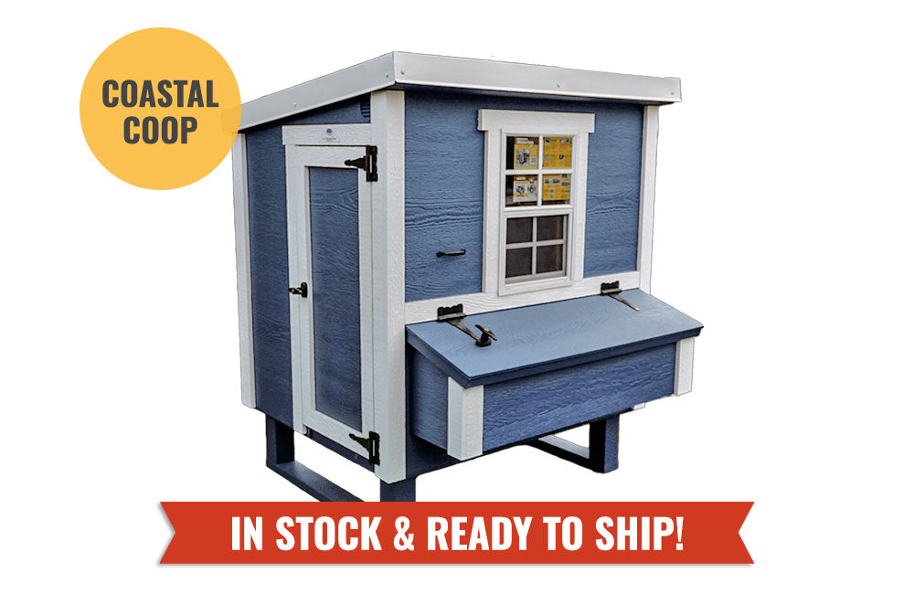 Blue medium chicken coop with white trim, in stock and ready to ship