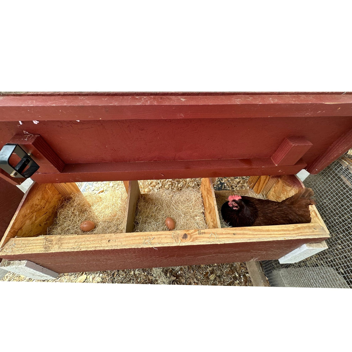 Hen sitting in the open nesting box of the medium chicken coop