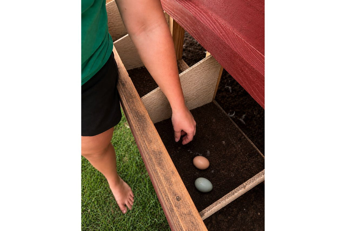 Collecting eggs from the outside nesting box of the large chicken coop