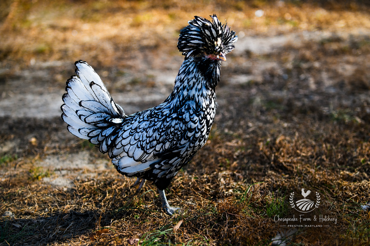 Assorted Polish — Day-Old Chicks