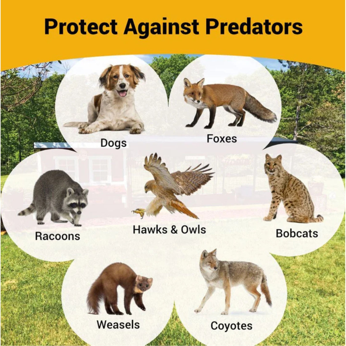 large chicken coop protects against dogs, foxes, raccoons, hawks, bobcats and coyotes