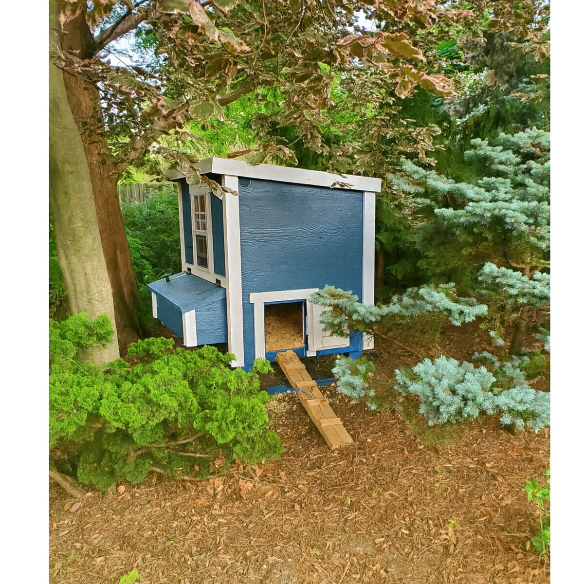Blue medium chicken coop with white trim, in a backyard garden