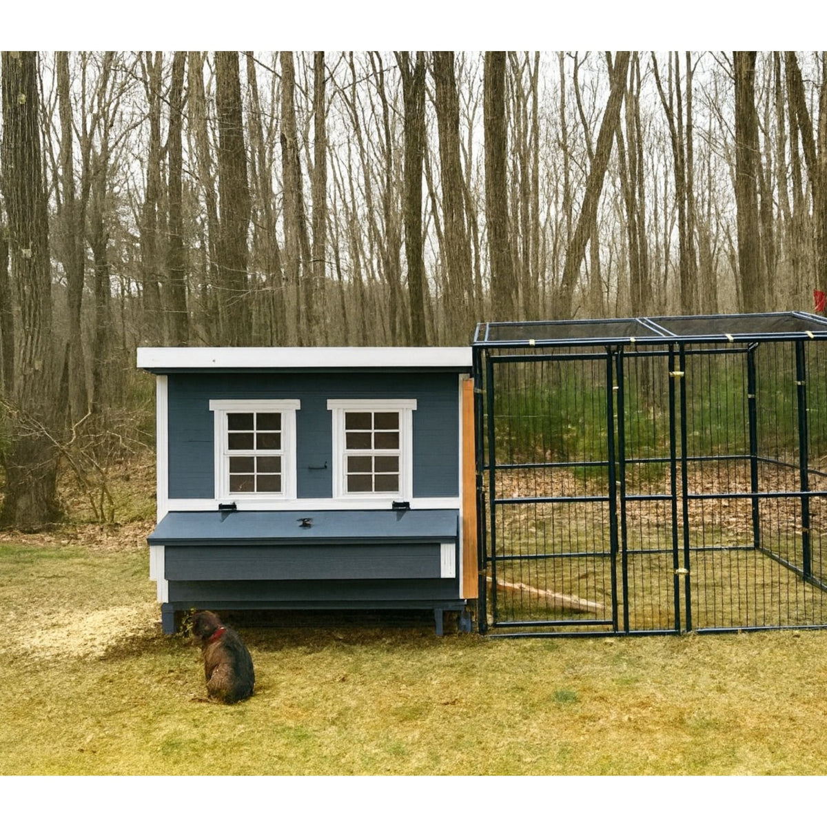 Blue large chicken coop with white trim, connected to a walk-in run