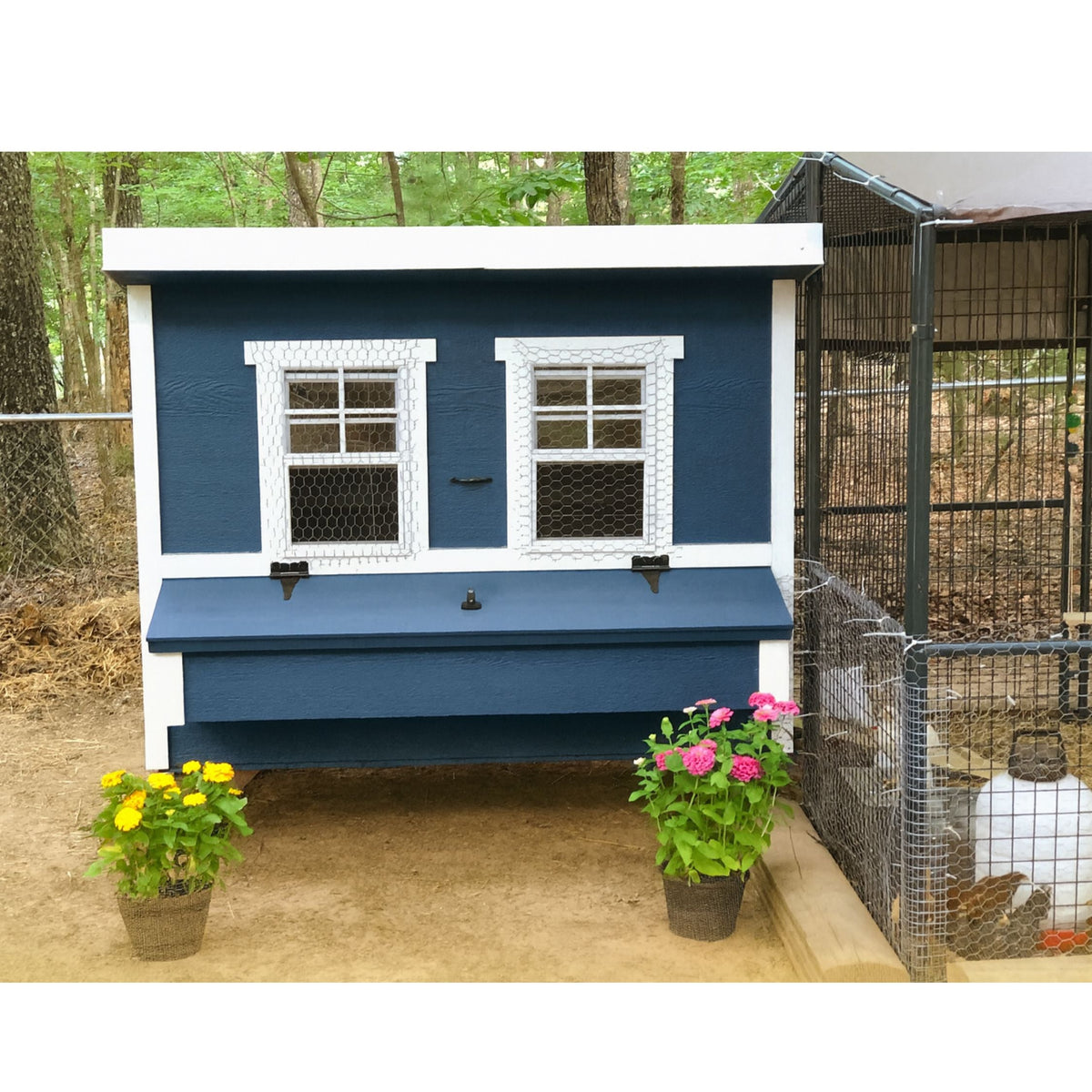 Blue large chicken coop with white trim, connected to a walk-in run