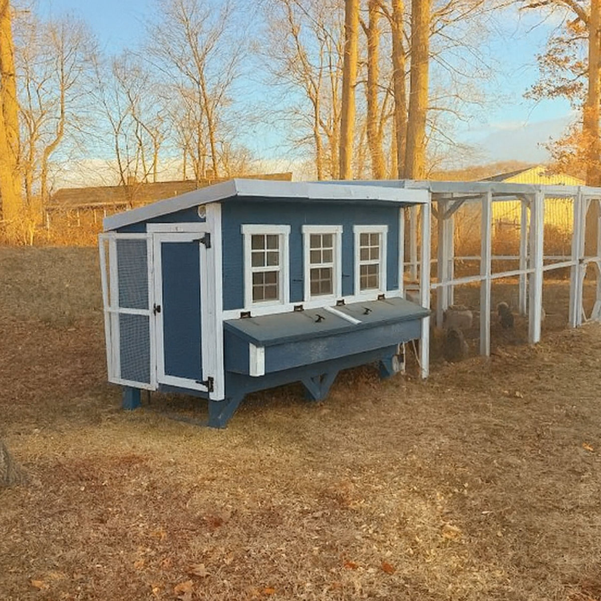 Blue XL chicken coop with white trim, connected to a walk-in run