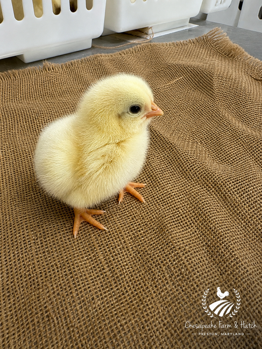 White Leghorn — Day-Old Chicks